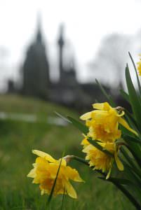 undercliffe cemetery flowers